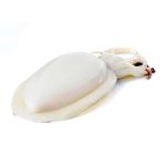 Seppia Bianca Decongelata