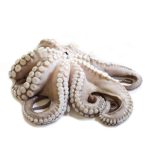 Polpo Atlantico Decongelato