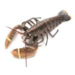 Astice europeo da vasca