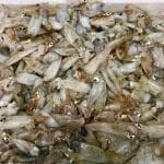 Calamaretto Spillo
