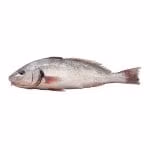 Ombrina Pescata