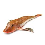 Gallinella di Mare o Coccio