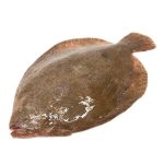 Rombo Liscio o Soacio