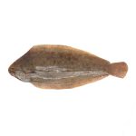Sogliola Pescata