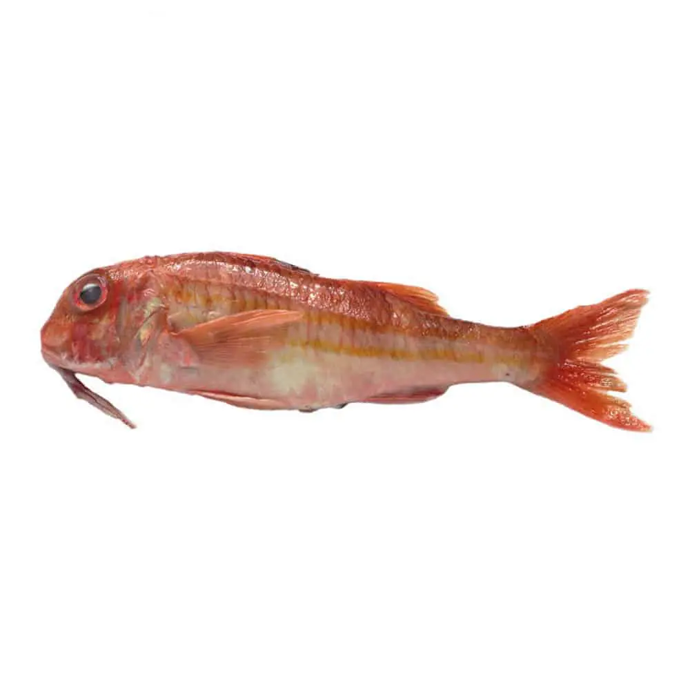 3s6_Triglia-Rossa.jpg Triglia Rossa o di Scoglio - immagine 1