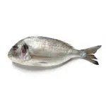 Orata Selvaggia