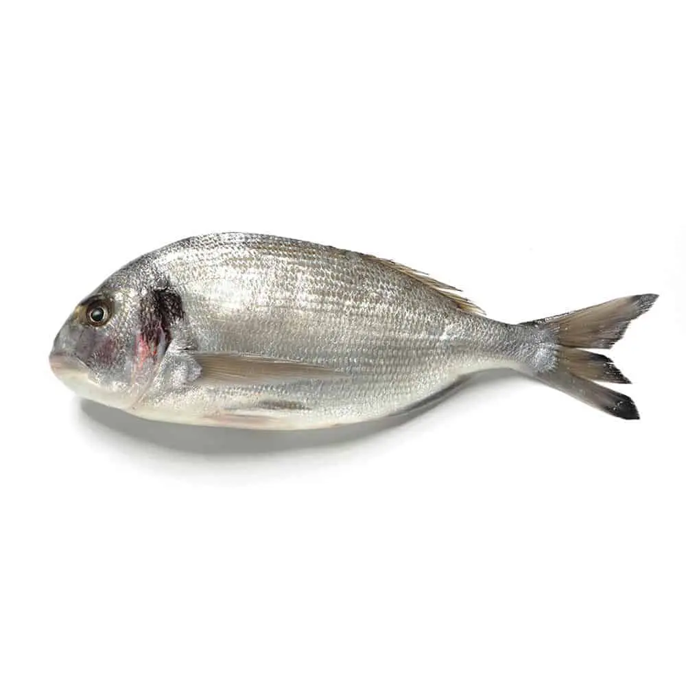ORATA-SELVAGGIA.jpg Orata Selvaggia - immagine 1