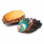 Abalone o Orecchia di mare