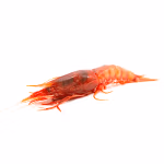 Gambero rosso Tirreno