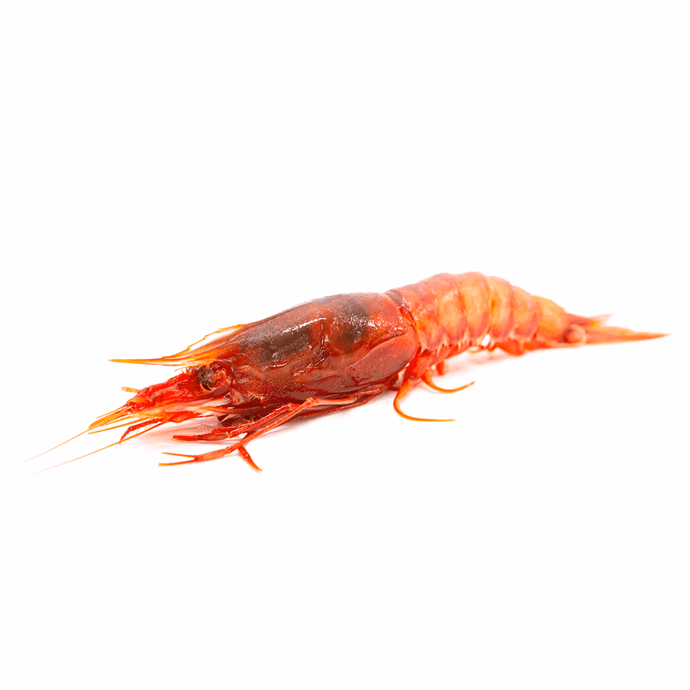 gambero_rosso.png Gambero rosso Tirreno - immagine 1