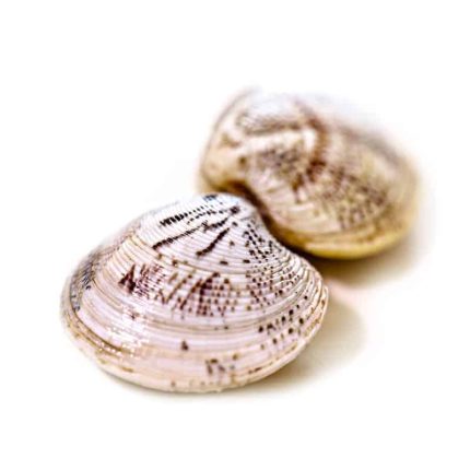 Lupini di mare