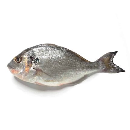 Orata italiana Orbetello