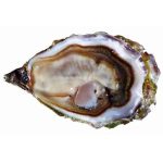 Gold regal selection