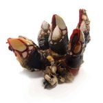 Percebes Pollice di Cornucopia