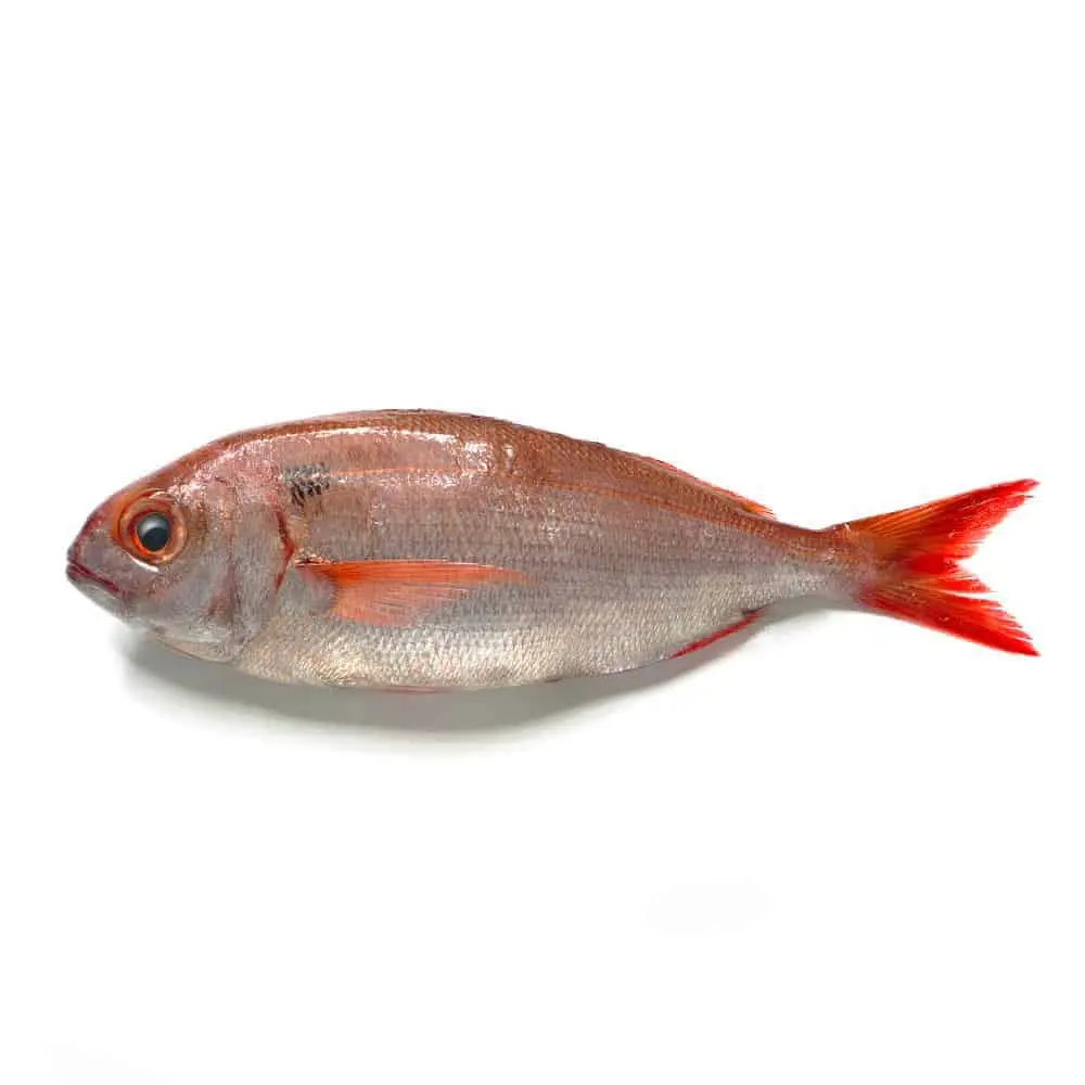 pezzonia.jpg Pezzogna - immagine 1