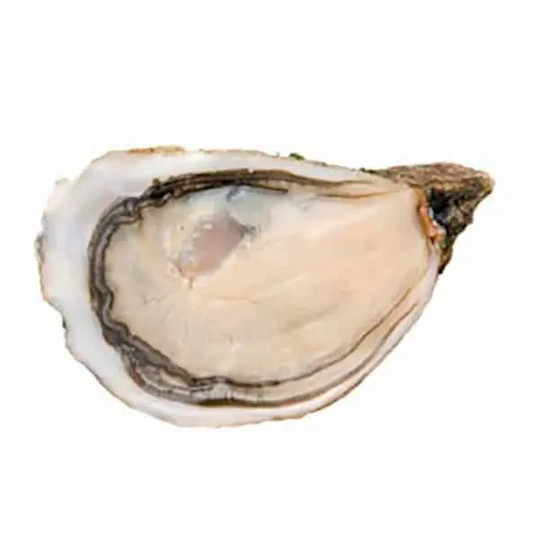 poget-1.jpg Pleiade Poget - immagine 1