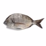 Sarago