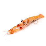 Scampi italiani grandi