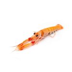 Scampi italiani medi