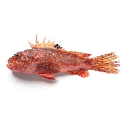 Scorfano Rosso