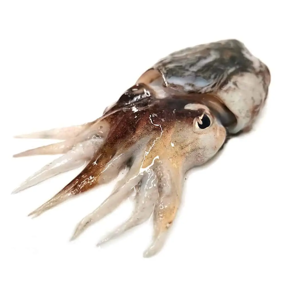 seppia.jpg Seppia Nera Fresca - immagine 1