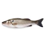 Spigola italiana Orbetello