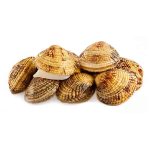 Tartufi di mare o noci