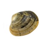 Vongole veraci