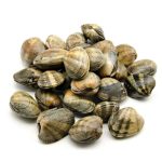 Vongole Veraci pescate
